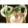 PRECOMMANDE - HATSUNE MIKU SYMPHONY 5TH ANNIVERSARY VER.